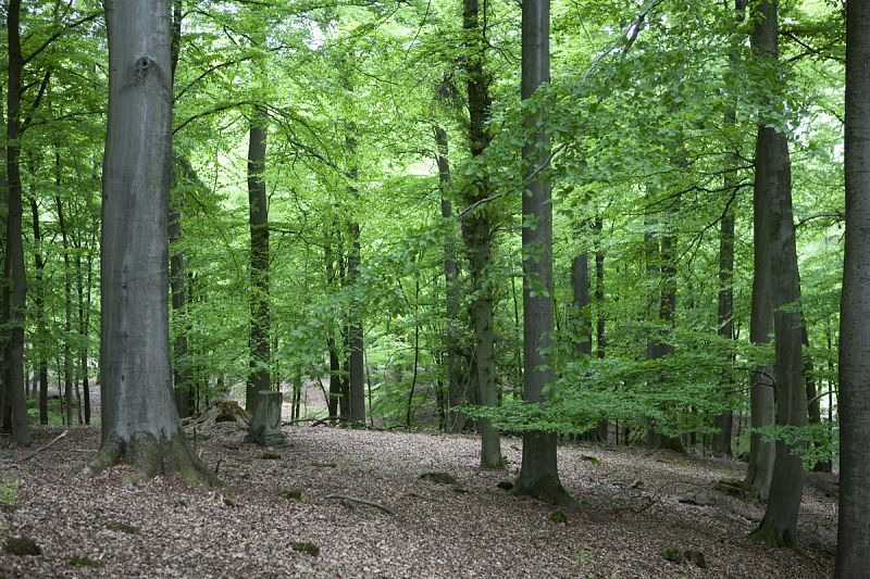 waldkapelle