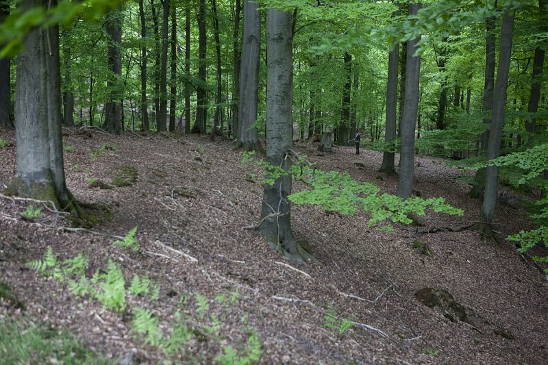 waldkapelle